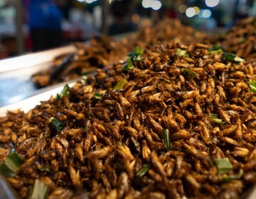 Fried insects