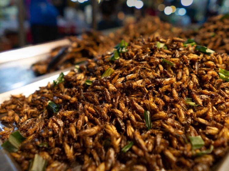 Fried insects
