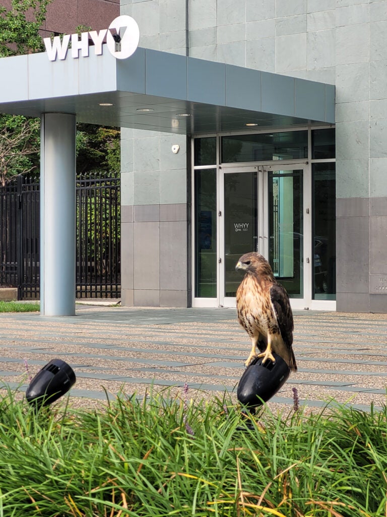 Hawk perched in front of WHYY building