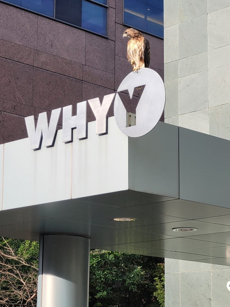 Hawk perched on top of WHYY building