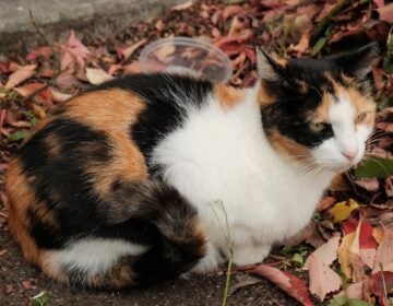 acct-philly-working-cats-02-BB-103125 Honey the cat is seen outside by ACCT Philly