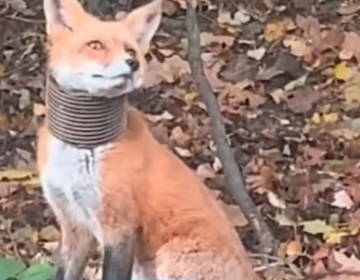 A fox has been spotted in Broomall