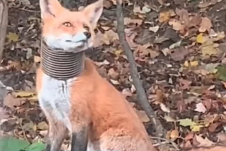 A fox has been spotted in Broomall