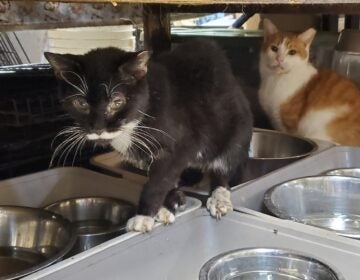 Cats in rescue facility