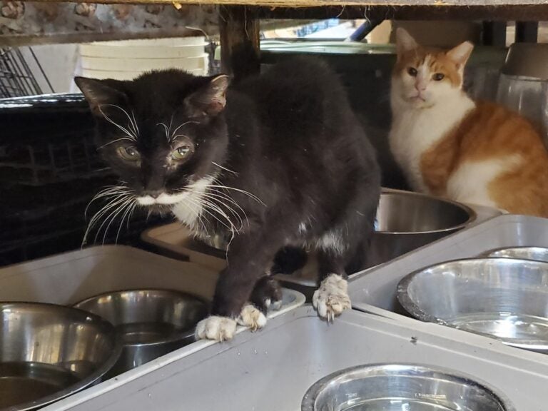 cats-rescue-spca-FB-100225 Cats in rescue facility