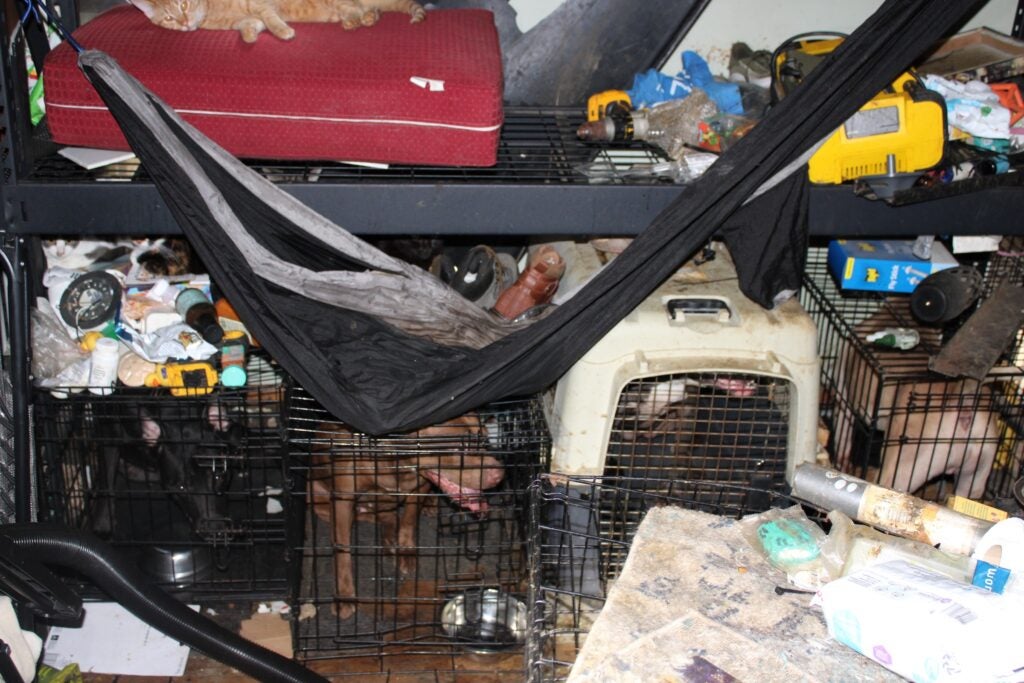 Several dogs in crates in a filthy cluttered room