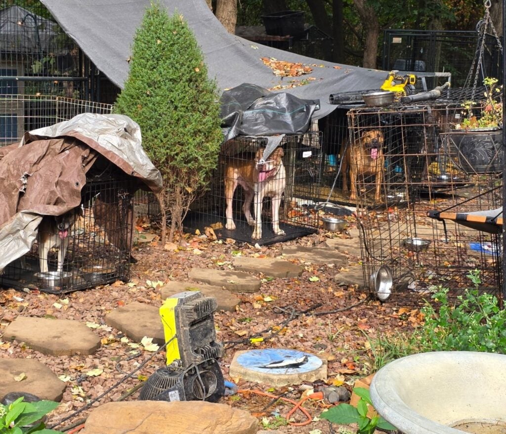 Several dogs in crates outside in a cluttered yard