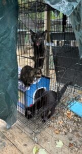 Three cats in a large crate