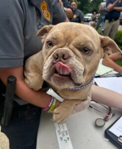 An officer holds up a dog while it is checked out. the dog has its tongue out.