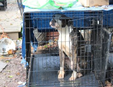 A dog sitting in a crate in the yard