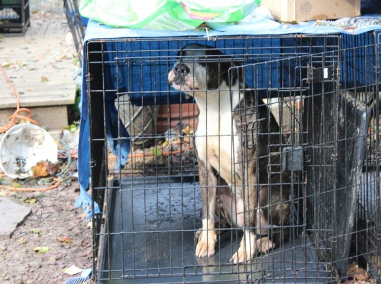 A dog sitting in a crate in the yard