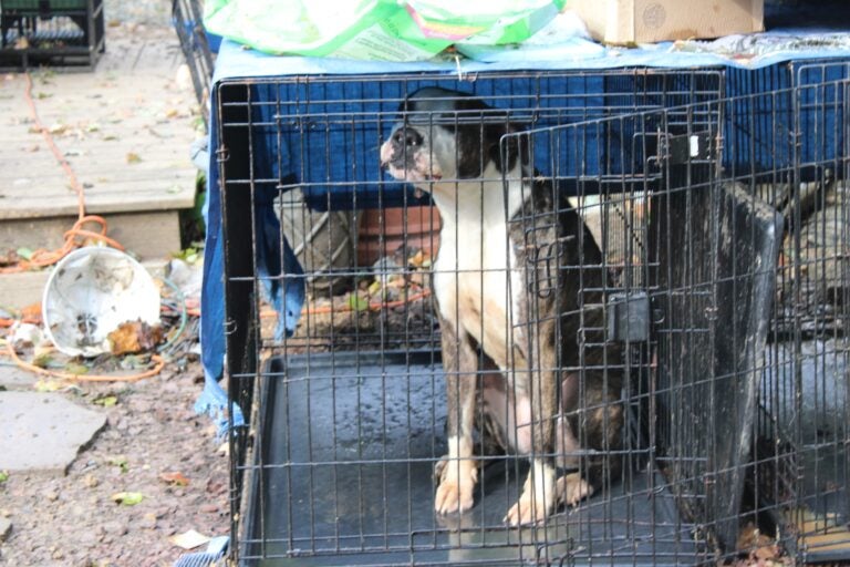 A dog sitting in a crate in the yard