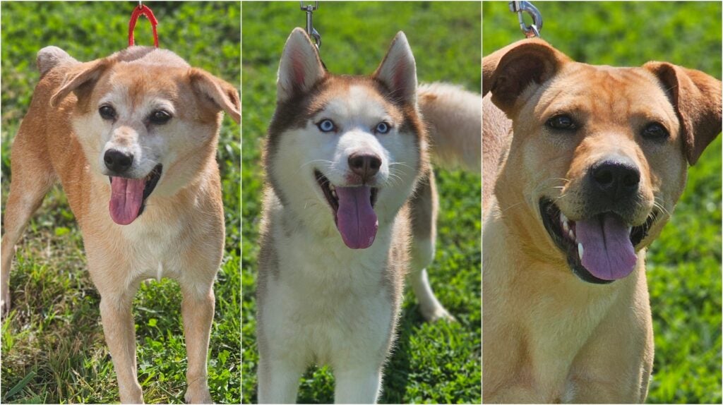 Side by side photos of 3 dogs smiling with their tongues out