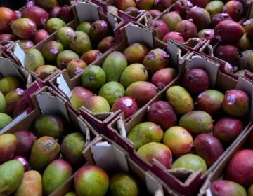 US State Budget Uncertainty Boxes of mangoes are shown at a warehouse