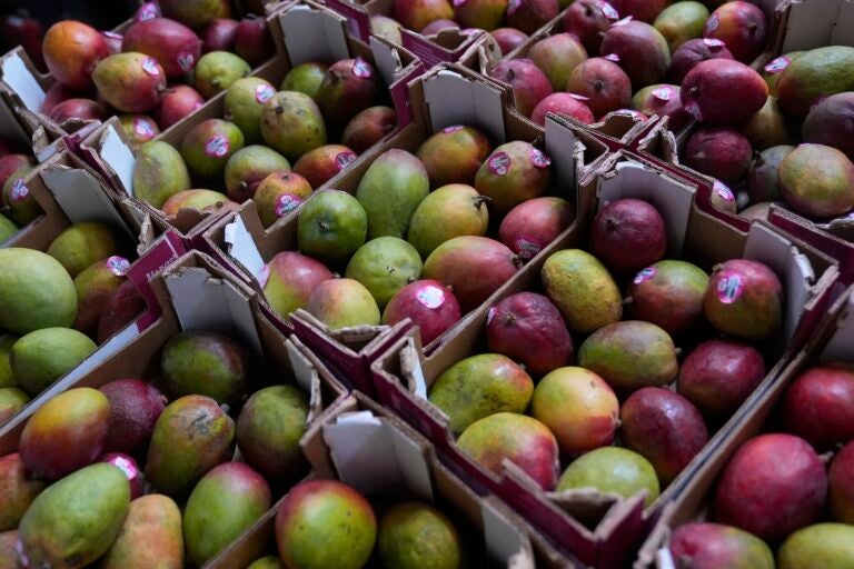 Boxes of mangoes are shown at a warehouse