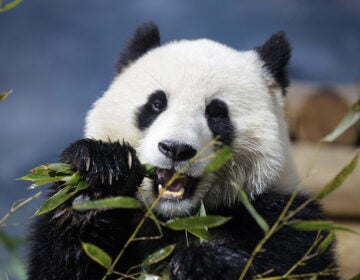 Panda Bao Li eats bamboo at the Smithsonian National Zoo in Washington, D.C.