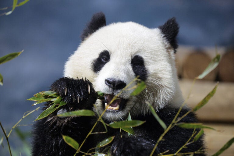 panda Panda Bao Li eats bamboo at the Smithsonian National Zoo in Washington, D.C.