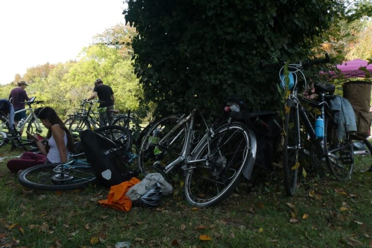 bikes laid against a tree