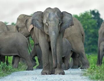In India, the human-elephant conflict is a growing phenomenon of dangerous interactions between humans and wild Asian elephants. The conflict is driven by habitat loss and human expansion. (Courtesy of Kim Frank)