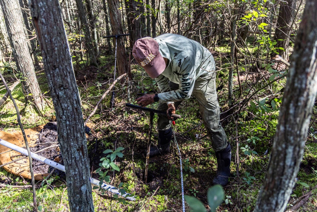 Charles Schutte, an assistant professor at Rowan University’s Department of Environmental Science, uses an auger to dig a well in an Atlantic white cedar swamp in the Wharton State Forest