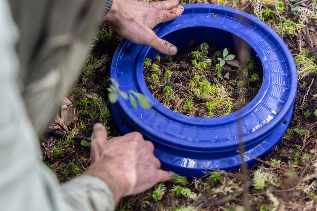 A plastic collar rests against the ground, which helps measure gas emissions from the Atlantic white cedar swamp