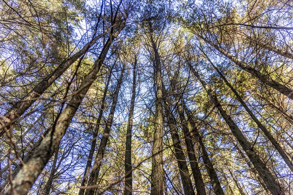 Atlantic white cedar trees in the New Jersey Pine Barrens.