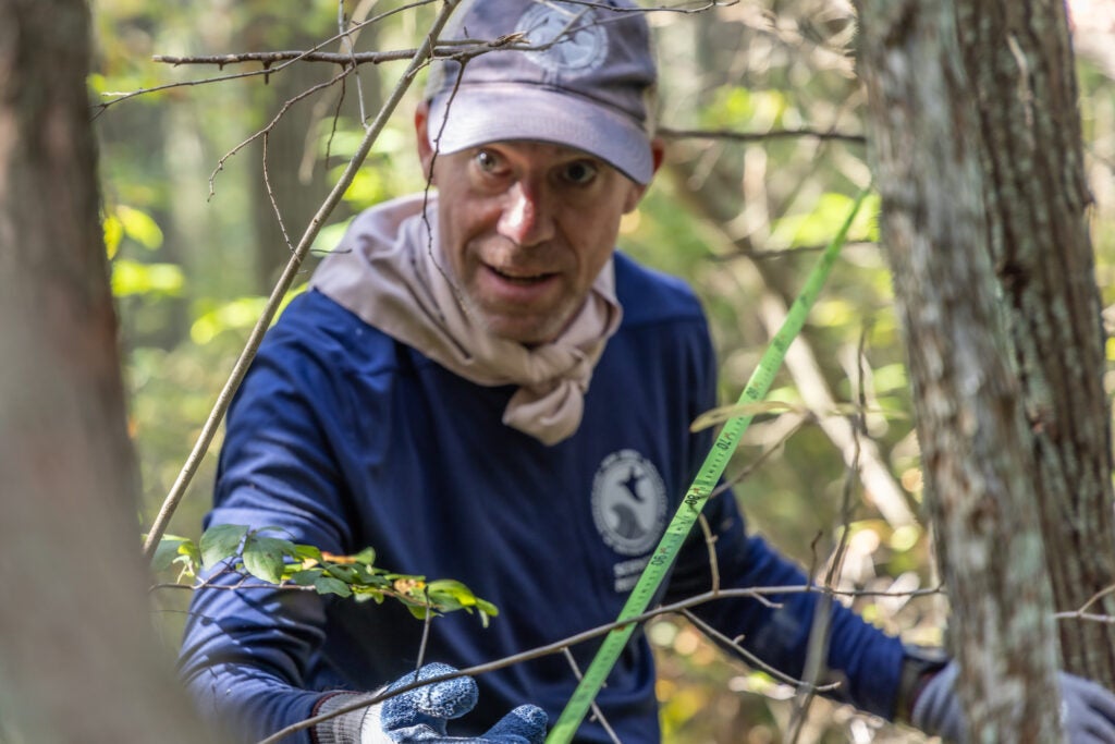 Joshua Moody, a researcher at the NJDEP Division of Science and Research, helps mark places to dig wells and install collars for measuring carbon collection and methane emissions in an Atlantic white cedar swamp in the Wharton State Forest.