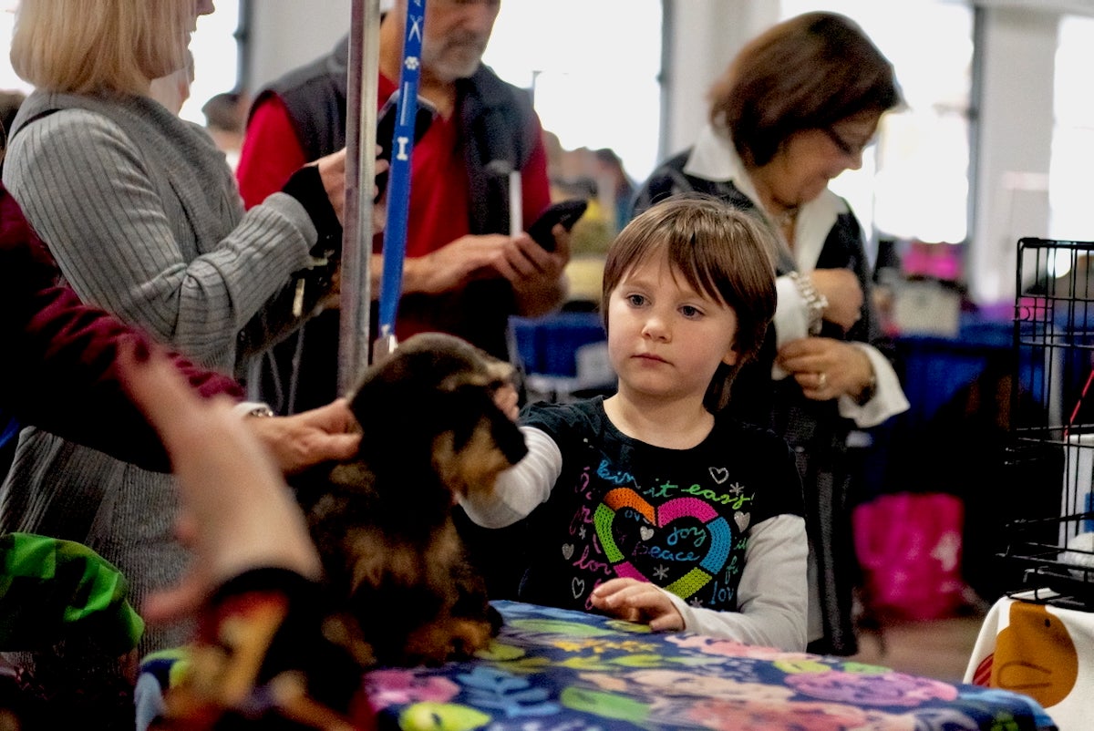 Lucy Keeling petting dog at dog show
