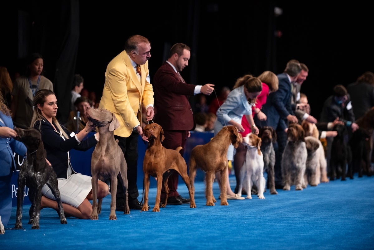 Dog show handlers standing on stage with their dogs at national dog show