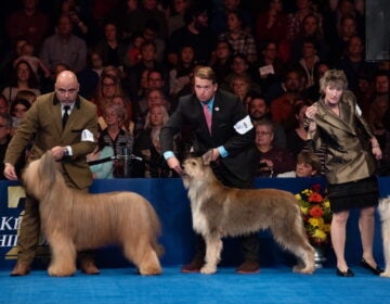 2018 11 17-k bethel-oaks pa-national dog show handlers listen Dog show handlers sitting on stage with their dogs at national dog show