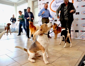 Wilbur, a beagle, barking among other dogs