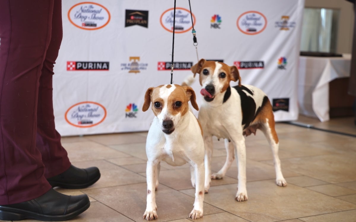 Danish-Swedish farmdogs posing for photo