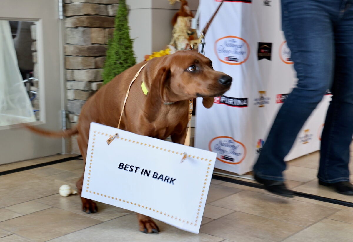 Mason the redbone coon hound smiles