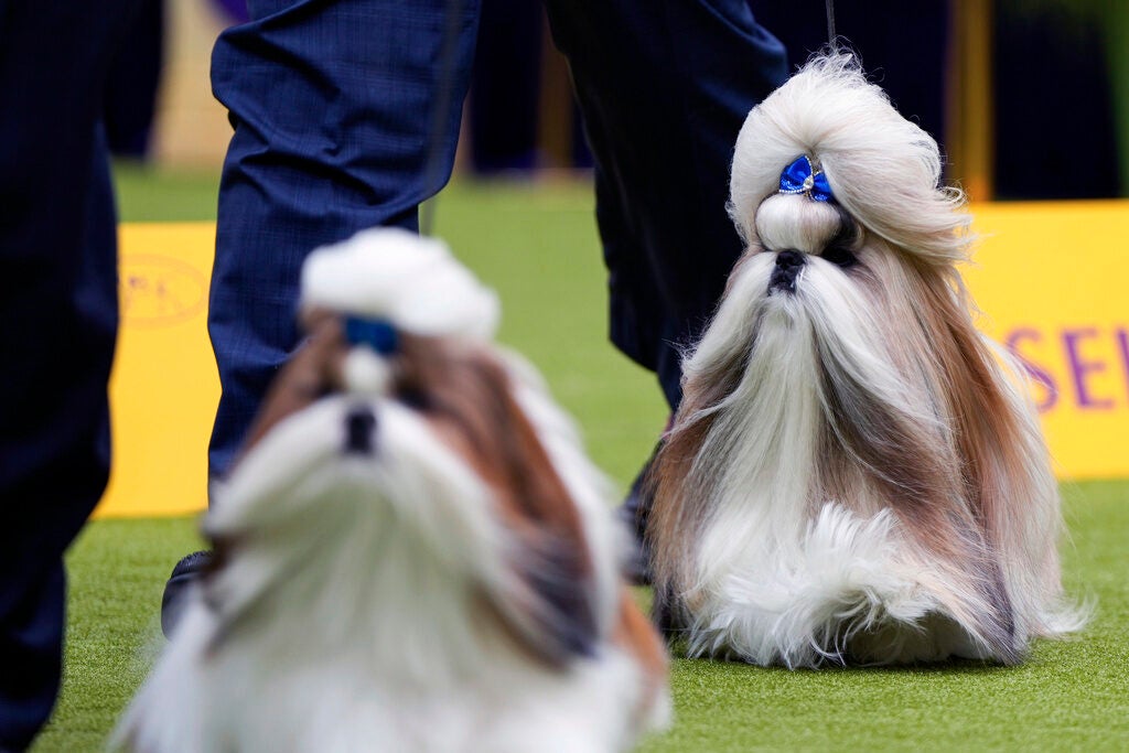 Comet, a Shih Tzu, right, competes in breed group judging at the 148th Westminster Kennel Club Dog show