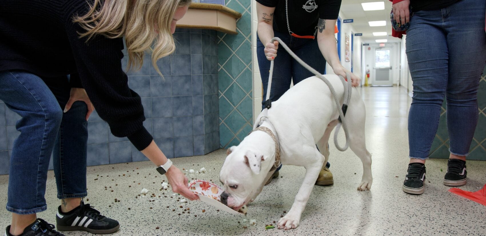 a dog eats a Thanksgiving meal