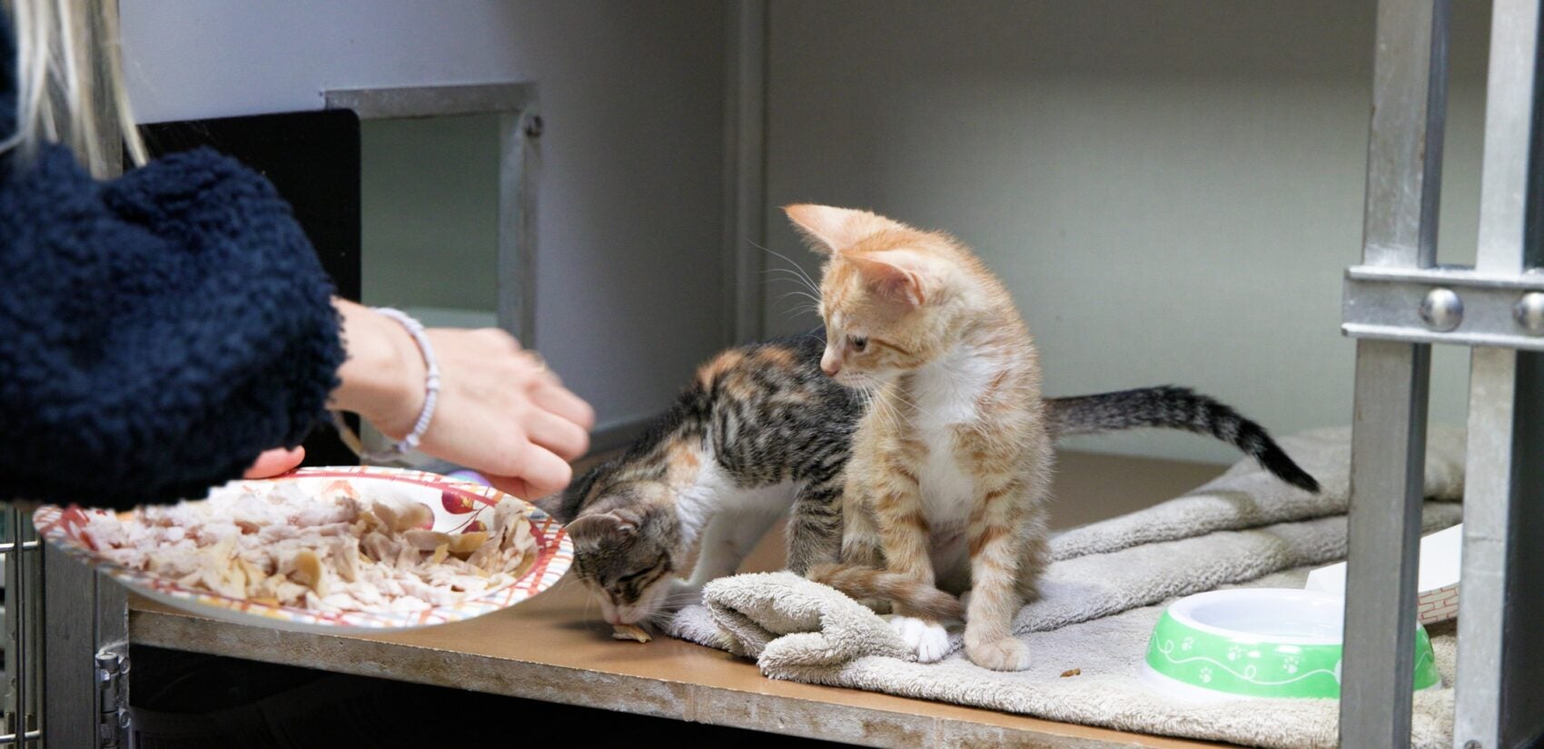 two kittens eat a Thanksgiving meal