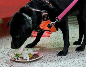 a dog eats a Thanksgiving meal