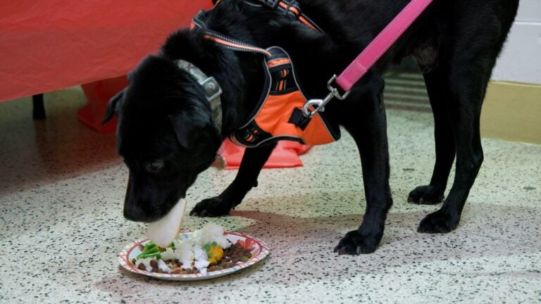 a dog eats a Thanksgiving meal