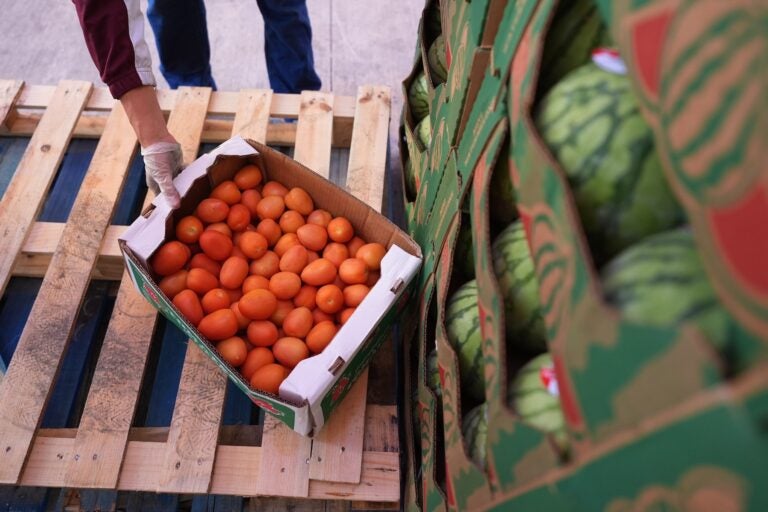 A volunteer reaches for a box of tomatoes