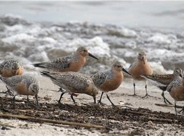 red-knots-delaware-bay Red knot birds walk on the beach