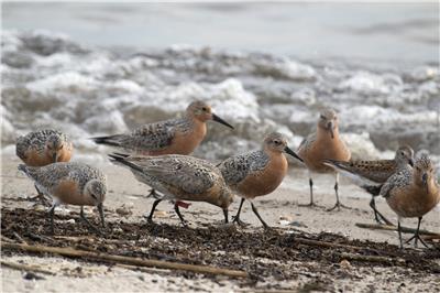 Red knot birds walk on the beach