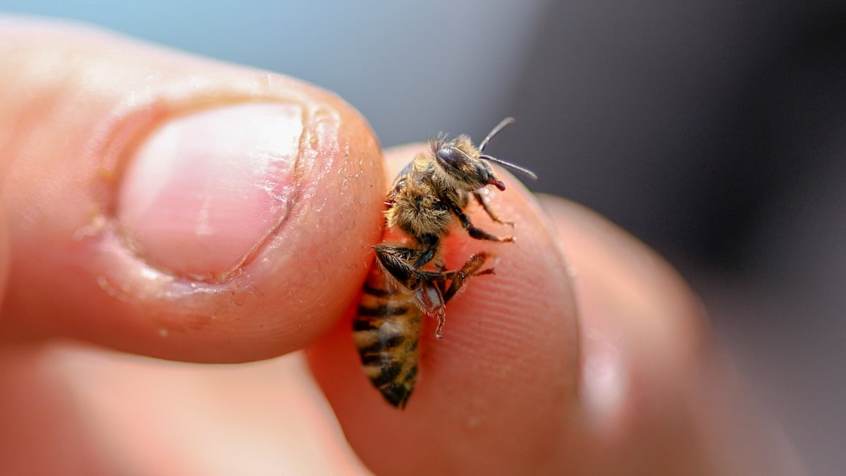 A zoomed-in photo of a honeybee being held delicately between a person from Alvéole NorthEast USA's thumb and fore-finger. They are in Renaissance Park in King of Prussia, Pa.