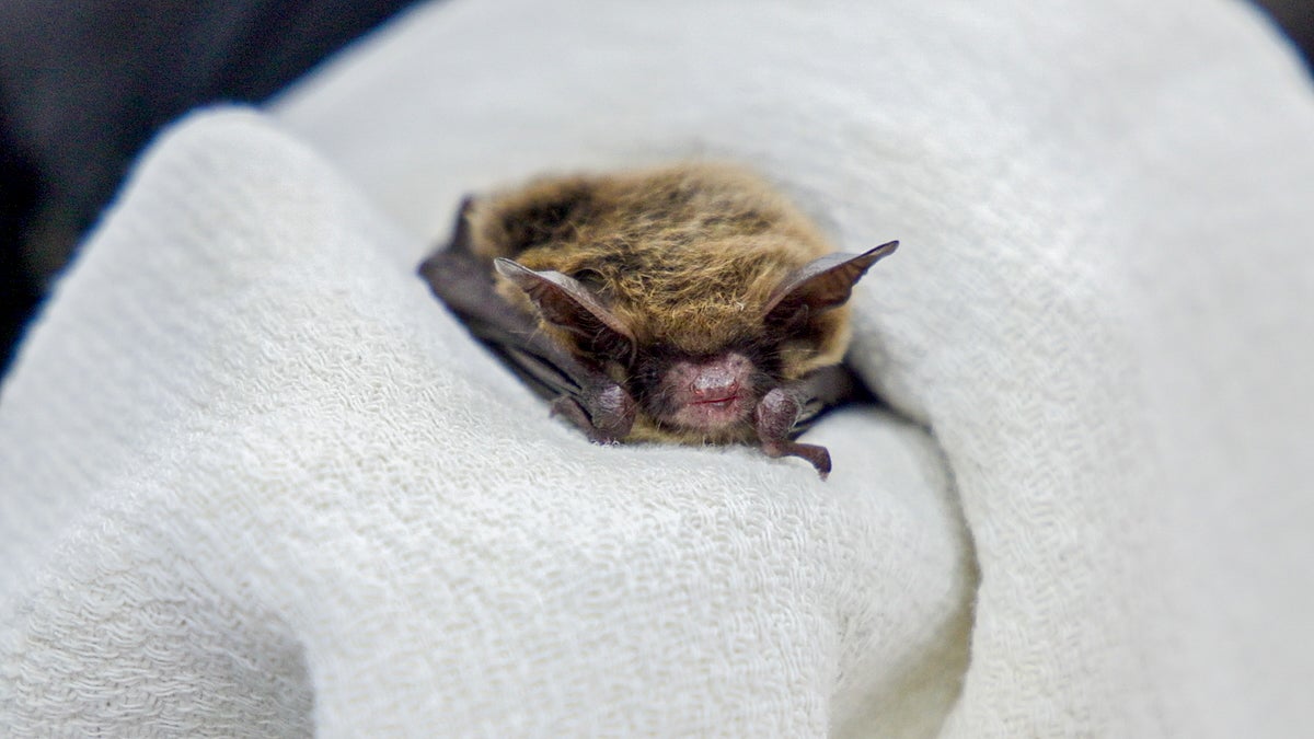 An extreme close-up photo of a northern long-eared bat at the Pennsylvania Bat Conservation and Rehabilitation in Berks County, wrapped up in a white blanket.