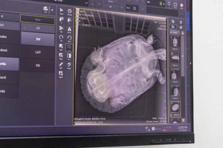 A close-up photo of an x-ray