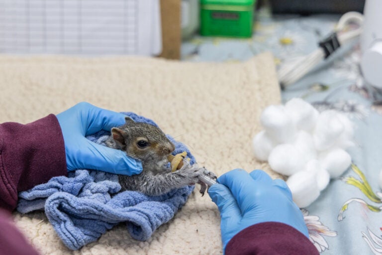 A squirrel is being fed with a bottle