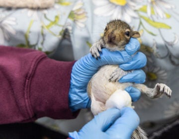 A doctor holds a newborn squirrel