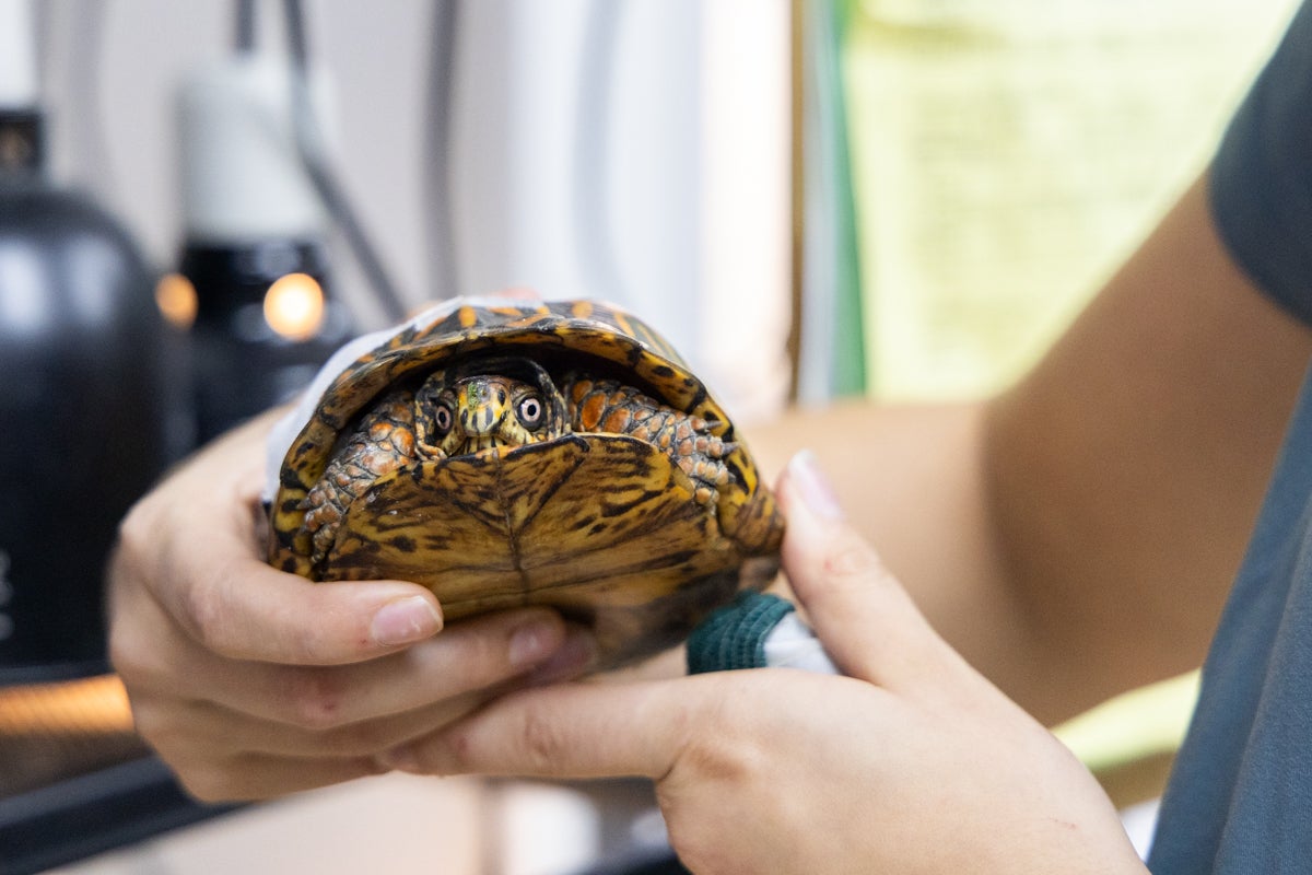 A box turtle held by a doctor
