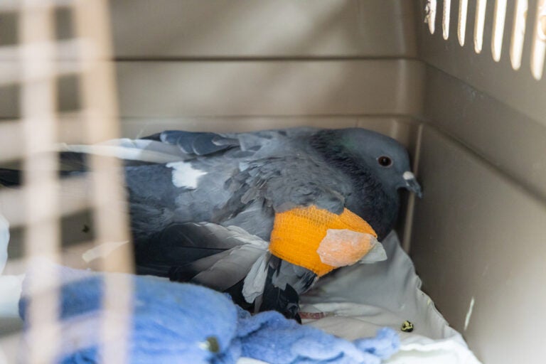 A pigeon recuperating
