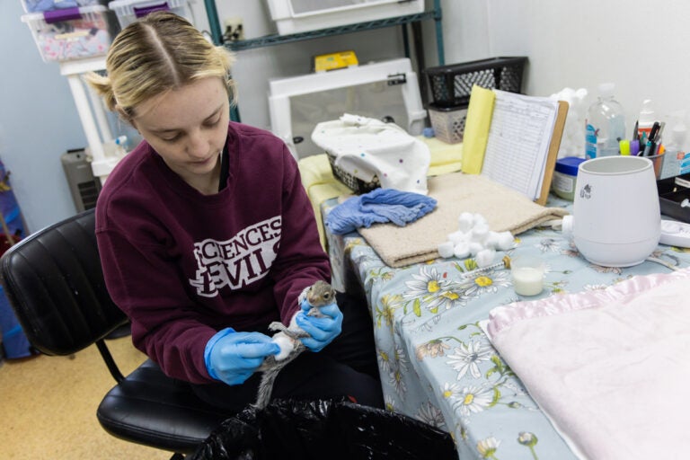 A squirrel is being fed with a bottle