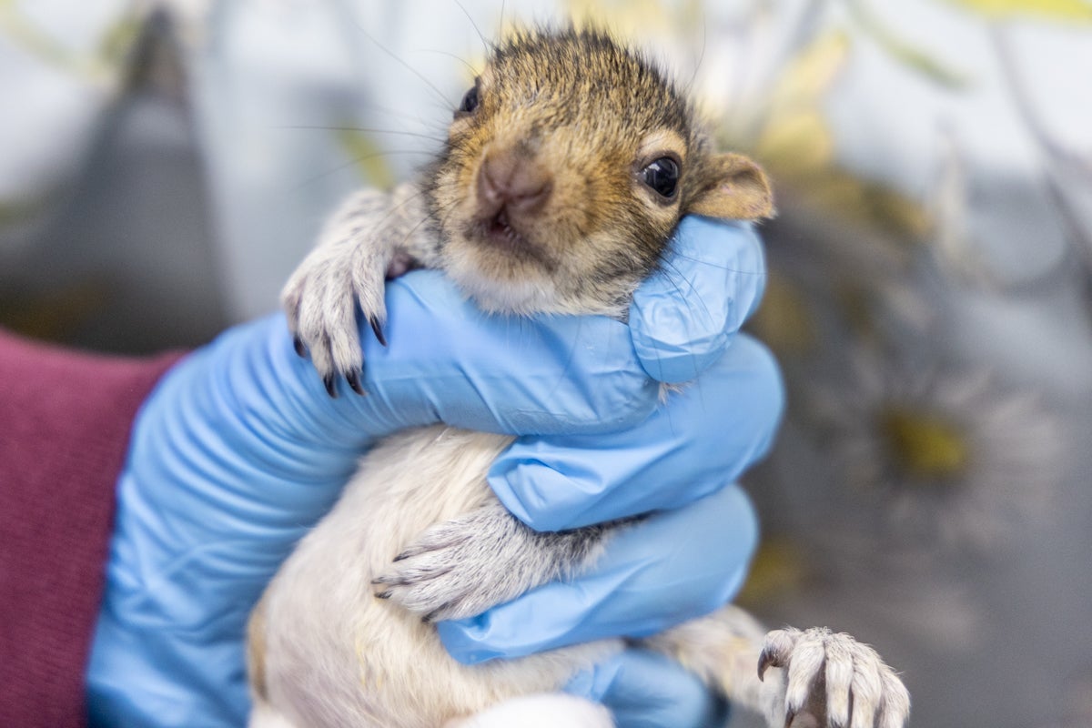 A doctor holds a newborn squirrel